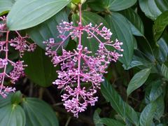 Medinilla speciosa