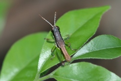 Methiolopsis geniculata