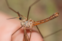 Tipula nubeculosa