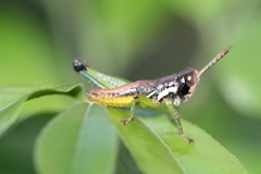 Methiolopsis geniculata