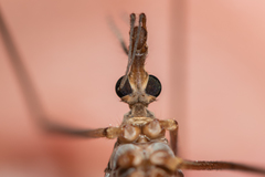Tipula nubeculosa