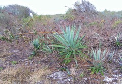 Agave angustifolia