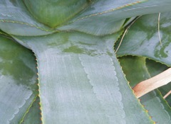 Agave angustifolia