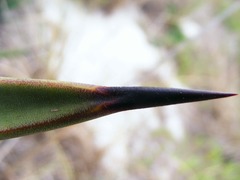Agave angustifolia