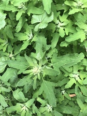 Chenopodium album