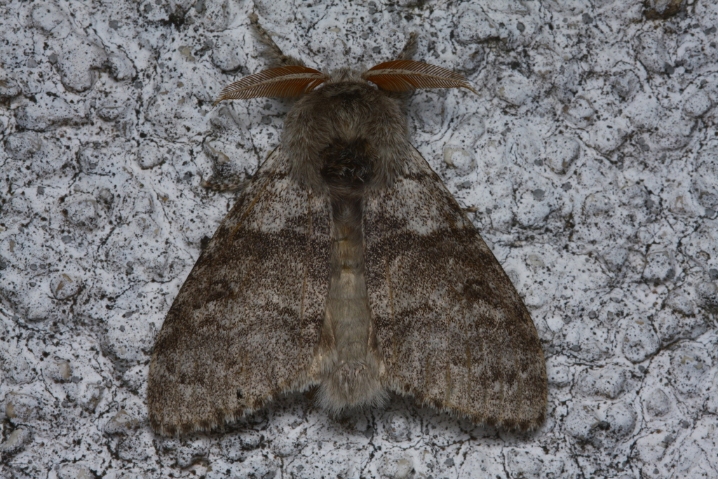 Pale Tussock Moth from 46-146 Domaszowice, Polska on June 02, 2020 at ...