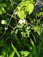 Erigeron