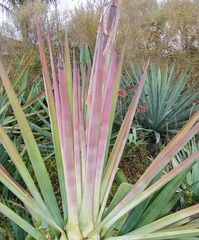 Agave sisalana