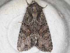 Oligia tusa
