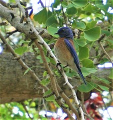 Sialia mexicana