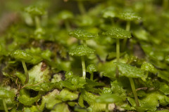 Cryptomitrium tenerum