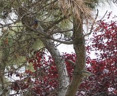 Sialia mexicana