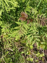 Rhus typhina