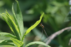 Lestes dryas