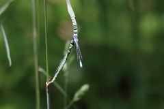 Enallagma aspersum