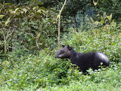 Tapirus pinchaque