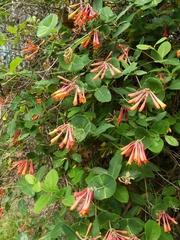 Lonicera sempervirens