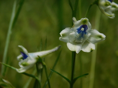 Delphinium leucophaeum