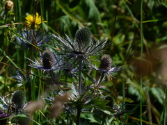 Eryngium alpinum