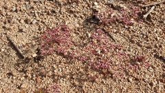 Chorizanthe leptotheca