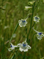 Delphinium leucophaeum