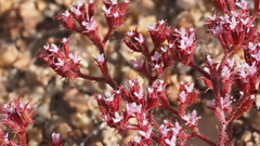 Chorizanthe leptotheca