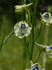 Delphinium leucophaeum