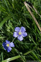 Linaceae