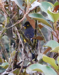 Anisognathus lacrymosus