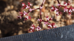 Chorizanthe leptotheca