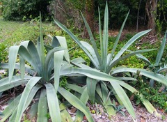 Agave weberi