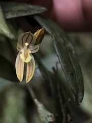 Pleurothallopsis