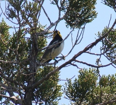 Setophaga chrysoparia