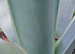 Agave weberi
