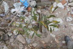 Phyllanthus sellowianus