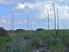 Agave angustifolia