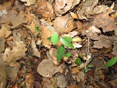 Litsea glaucescens