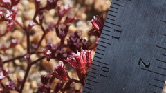 Chorizanthe leptotheca