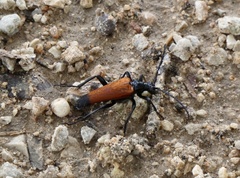 Stenelytrana emarginata