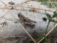 Melanoplus ponderosus