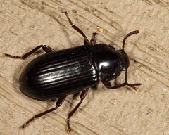 Neatus tenebrioides