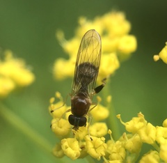 Sphegina