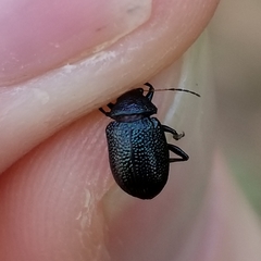 Colaspis brownsvillensis