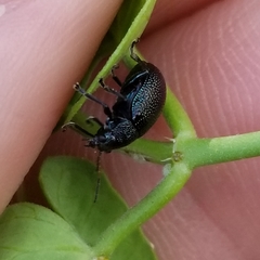 Colaspis brownsvillensis