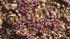 Chorizanthe leptotheca