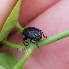 Colaspis brownsvillensis