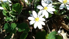 Sanguinaria canadensis