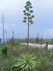 Agave angustifolia