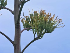 Agave angustifolia