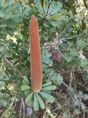 Banksia praemorsa
